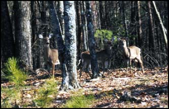 deer - A total of four deers, in just a mile and half crossed my path.