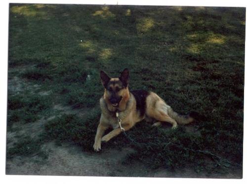 German Sheperd - My Dog Sheba