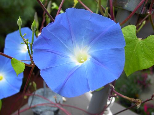Morning Glory - One of my giant morning glories from my garden last year. They are sooo attractive, I plan to grow at least two more pots of them, and train them completely around my balcony. Last year I only was able to train them across the front of the balcony - they peetered out after about six to eight feet.