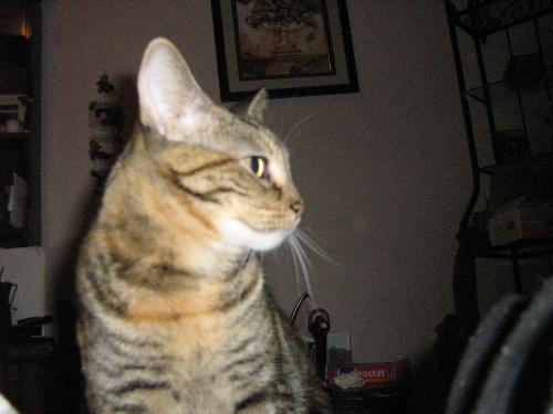 chilli - this is our upstairs neighbors cat it always likes to visit us.