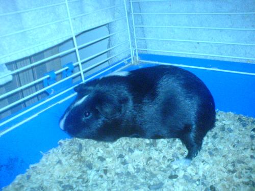 Skunk - our baby guinea pig at almost 5 months old