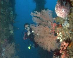 sanctuary! - the beautiful marine sanctuary of apo island. where many tourists come to visit and witness the beautiful seen under the sea..