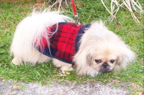 Pet Pekingese - Having a great time enjoying himself. 