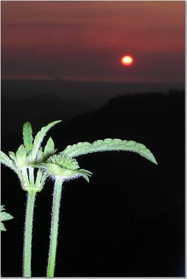 sunset - i have  a collection of these photos..