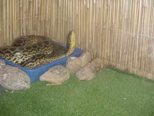 Green Anaconda - Among the largest snakes in the world with recorded measurement of 11.43 meters (unverified). This is a baby and a pet !!!!