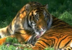 tiger - tiger