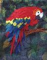 parrot - my fav. pet
