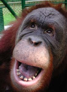 Laughter! - An ape laughing!