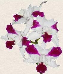 orchid - Here is another one