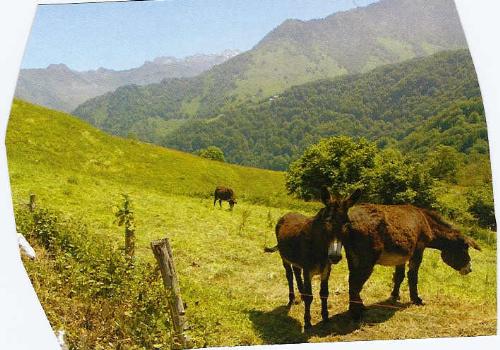 Horses in the vally - Horses in the green vally