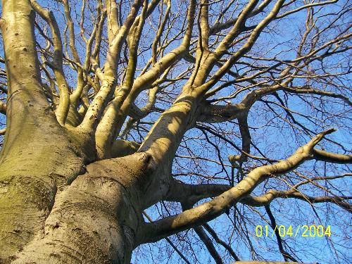 nature photography - this pic was taken by me in a local park, the beutiful pic shows the trunk of a tree from below