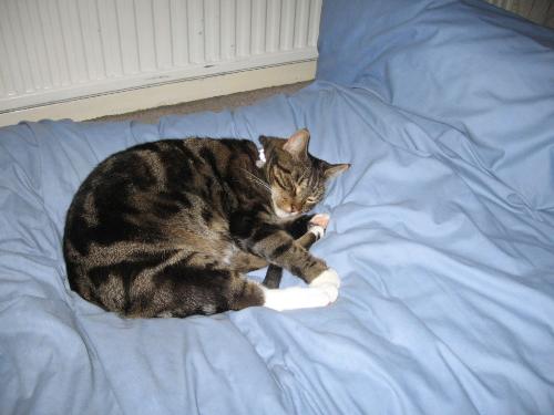Moomin - Moomin resting :-)