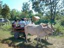 ox - ox in the cart with people.