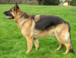 German Shepherd Dog - My favorite breed of dog!