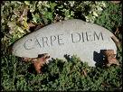 Carpe Diem - Carpe Diem on a rock in the garden