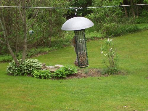 Rebecca Red Squirrel..."all in a day's work"! - Red squirrel feasting away on bird seed. Of course, in order to get to this feeder, Rebecca had to "tightrope-walk" the pulley line about 25 feet! Fun to watch that!! Rebecca Red Squirrel..."all in a day's work"! - Red squirrel feasting away on bird seed. Of course, in order to get to this feeder, Rebecca had to "tightrope-walk" the pulley line about 25 feet! Fun to watch that!!
