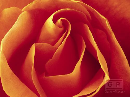 rose - love is like a rose.pure love grows like bud of rose and ends when all the lips die.similarly we love each other untill we die.