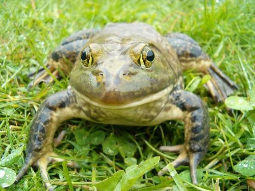 Bullfrog - Jeremiahs bulfrog Bullfrog - Jeremiahs bulfrog