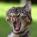 shocked cat - shocked cat, totally stunned