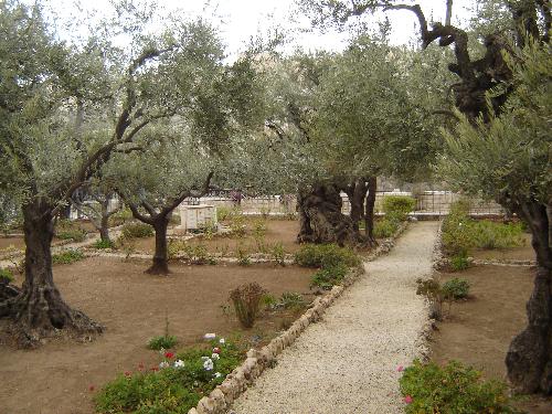interesting - Where, Jesus prayed last time, stil alive olieve trees