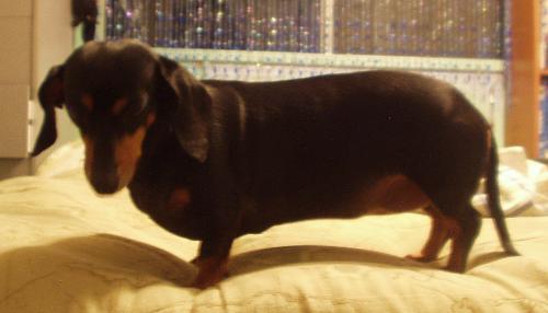 Dauschund - This is my little mini-dauschund Cooky(thats how we spell it). She is around 8 years old now. Isn't she cute!!!