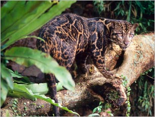 clouded leopard - New species found in Borneo