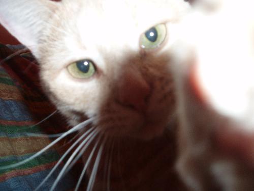 Sienna - My cat Sienna