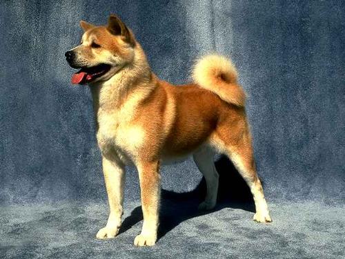 Dog of the race Akita! - this's The dog Akita!