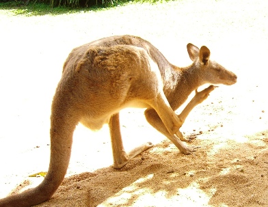 Kangaroo - There are so many kangaroos in Australia that people catch them and cook their meat for food.