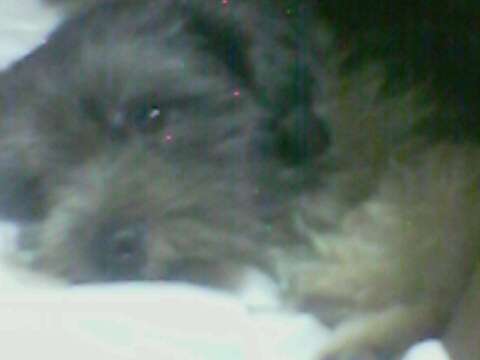 meet tiki! - this is my cute dog tiki