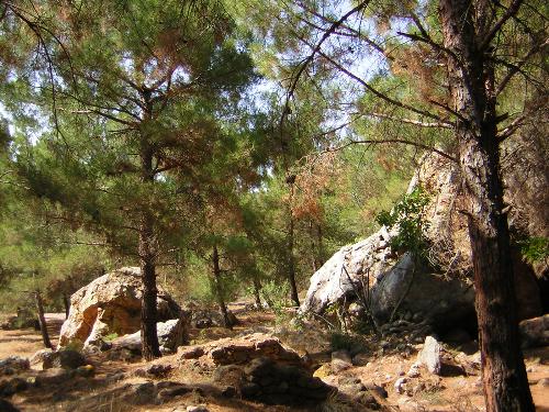 Forests in Turkey - I took this picture several years ago while I was traveling in the city of Ayvalik in Turkey. Sadly some of these forests were destroyed in a recent forest fire :(