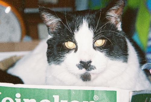 stosh the cat - this is one of 3 cats i have this is Stosh because my grandmother says'every man has a moustosh' and you can see by the picture why we named him Stosh