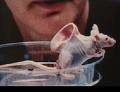 Cloning. - A picture of a genetically engineered mouse and human ear.