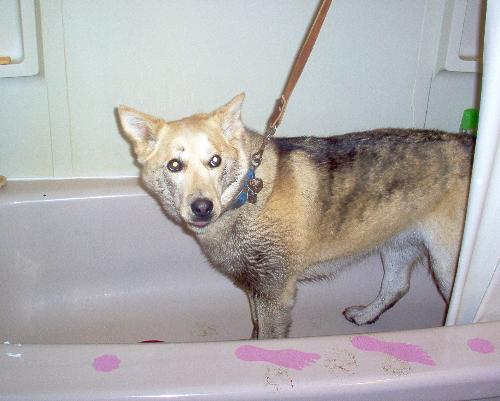 One Dirty Dog  - This is picture of our dog Misty . Not all of the Misty pen has grass growing on it . Some of it is covered with gravel ,but the rest is just dirt. When the snow melts then we get Mud. So until it drys up usually Misty gets covered in Mud everyday. Fortunately we have a had held shower. We put Misty in the tub and then dry her off a bit and she is free to roam the house. 