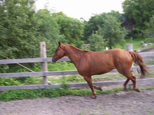 jaz - Jaz playing