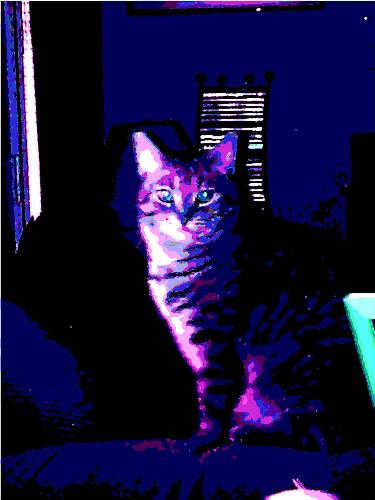 Playing with my picture editor - this is my cat Tinos...I took a picture and I just played around with it on my computer to keep away boredom.