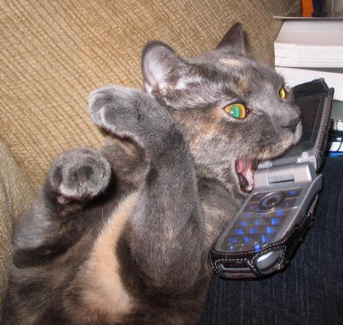 Cat Talking on Cell Phone - This is a picture of my cat Ashley trying either to answer or to eat my cell phone. Very cute and funny!