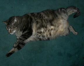 tig - tigger