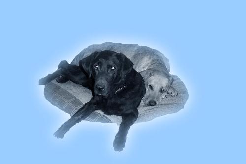 Robbie and Denny - Playing with Photoshop Elements Robbie and Denny - Playing with Photoshop Elements
