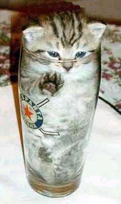 Cat drink - OOOPSS don't drink the kitty!