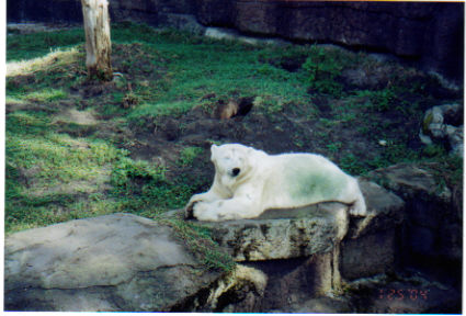 San Francisco Zoo - This is a picture of the polar bear at the San Francisco Zoo.