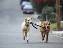 Walking Dog - I saw this pic on google pics and wondered if we can use one dog to walk another? Its a good idea