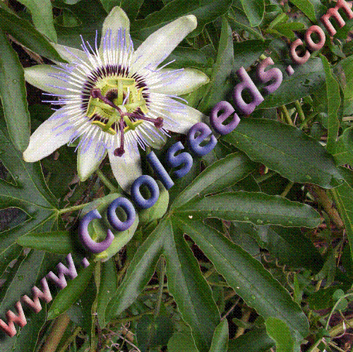 What is this flower? - I was wondering is anyone knows the name of this flower.