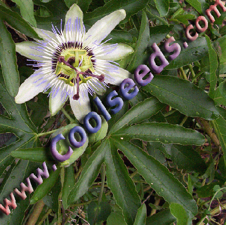 Smaller sized pic than posted in forum. - I grow this plant. This is one of the flowers.