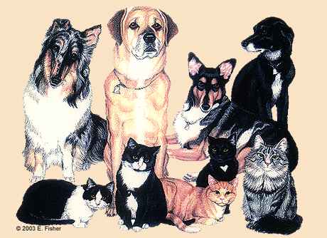 dogs and cats - dogs and cats photo