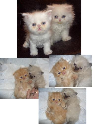 Four baby Persian Kittens - Persian kittens. Different in color.