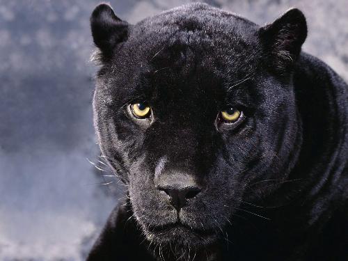Panther - Dark Mood..  Deadly Black Panther is seeing you.