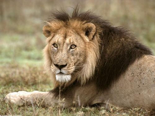 African Lion - The kind of lion which loves to see is very rare to be seen by anyone who has not visited Africa. But here you can have a look on it through the photo.  It is an African Lion, Tanzania, Africa