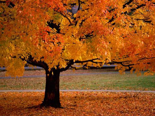 Yello Tree - Have you ever seen a tree covered with yello tree, which is known as Autumn Beauty.