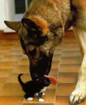 Dog and Cat - Too Cute